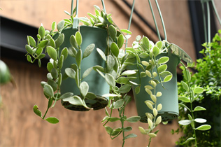 チランジア（エアプランツ）