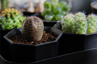 ユーフォルビア