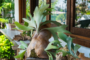 ビカクシダ（コウモリラン）