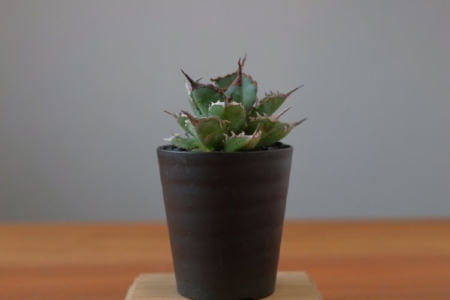 写真：SULK GREEN 通販にてアガベ新商品を26日19時公開・販売開始！