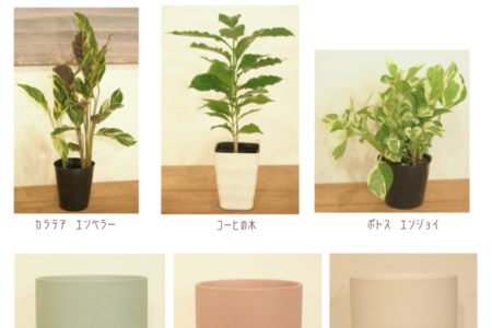 写真：10月観葉植物の植え替えワークショップ開催