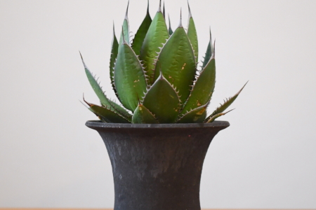 写真：SULK GREEN 通販にて珍しい塊根植物・冬型植物を12月11日に販売開始！