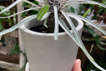 写真：新ショップでの観葉植物販売やコーヒーのリサーチ