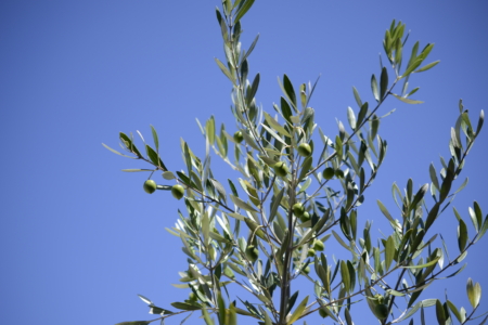 写真：8月です！夏期休暇のお知らせ。