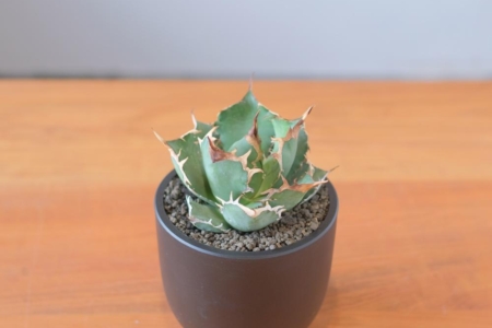 写真：SULK GREEN 通販にてアガベ新商品を22日19時公開・販売開始！