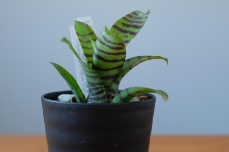 写真：SULK GREEN 通販にて新商品を19日19時公開・販売開始！