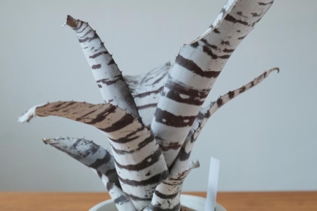 写真：SULK GREEN 通販にて熱帯植物を10日19時公開・販売開始！