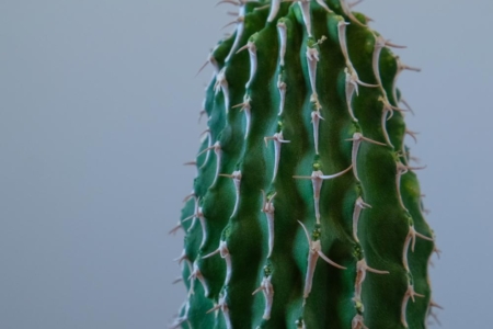 写真：SULK GREEN 通販にてユーフォルビアを7月24日19時公開・販売開始！