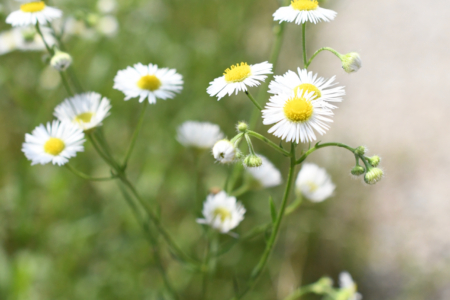 写真：暑くなってきました☀️