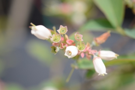 写真：SULK ショールーム 前のお花🌸