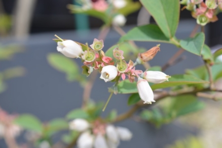 写真：今日は・・・