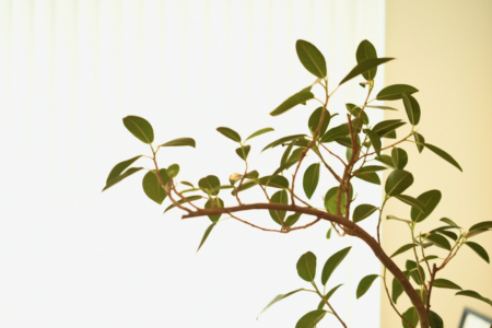 写真：お盆休みのお知らせ