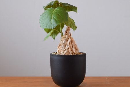 写真：SULK GREEN 通販にて珍しい塊根植物、サボテンを10月16日に公開・販売開始！