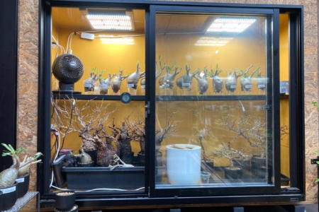 写真：SULK SAKAIに植物用の温室をつくりました！