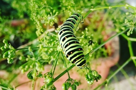 写真：幼虫と蛹と成虫とDIY用鉄脚（幼虫注意！）