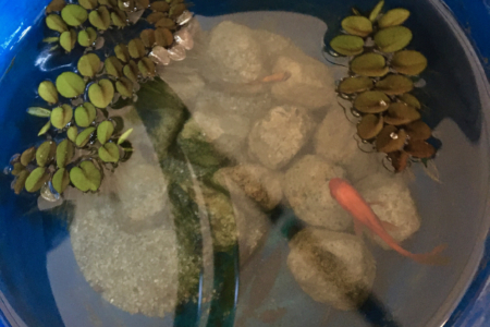 写真：ショールーム前の金魚