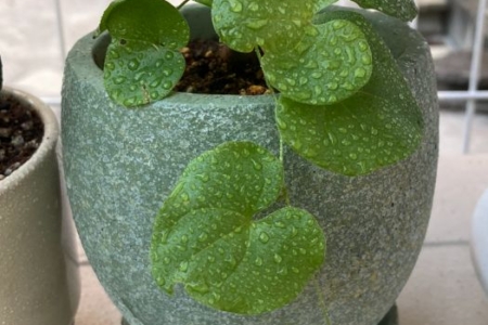 写真：我が家の観葉植物