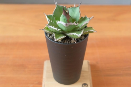 写真：SULK GREEN 通販にてアガベ新商品を8日19時公開・販売開始！