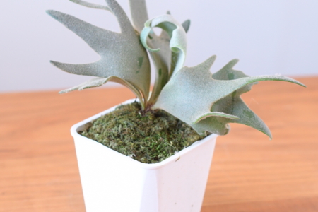 写真：SULK GREEN 通販にてビカクシダ スーパードワーフ10株を9月4日に公開・販売開始！