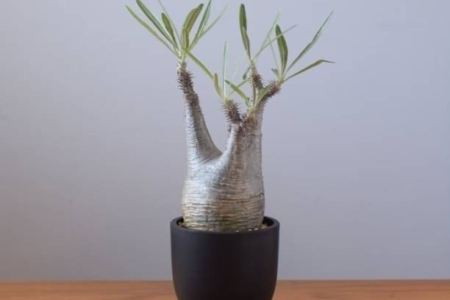 写真：SULK GREEN 通販にてグラキリスをメインに9月25日に公開・販売開始！